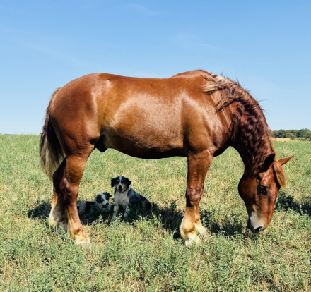 HorseID: 2303007 Punch - PhotoID: 1088922