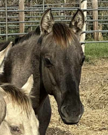 HorseID: 2303078 Twisted Smokin Dun - PhotoID: 1085609