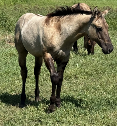 HorseID: 2303078 Twisted Smokin Dun - PhotoID: 1085610