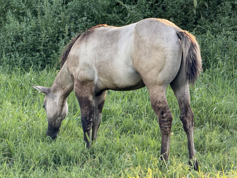 HorseID: 2303078 Twisted Smokin Dun - PhotoID: 1085611