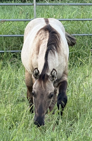 HorseID: 2303078 Twisted Smokin Dun - PhotoID: 1085612