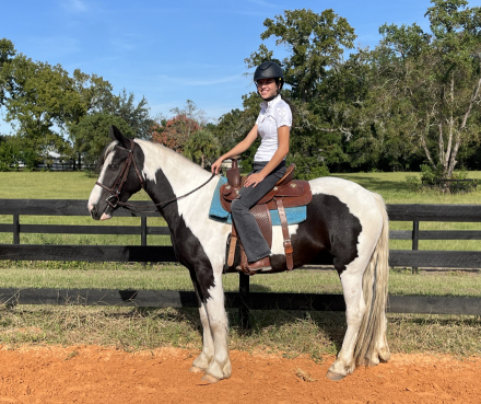 HorseID: 2303113 Mirage - PhotoID: 1085652