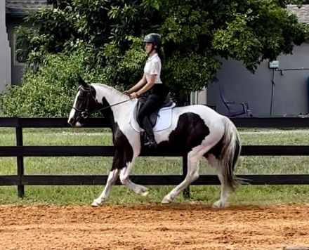 HorseID: 2303113 Mirage - PhotoID: 1085654