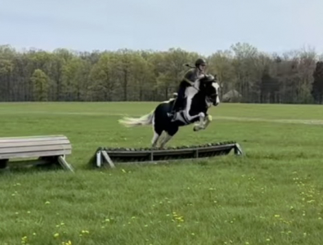 HorseID: 2303113 Mirage - PhotoID: 1085656