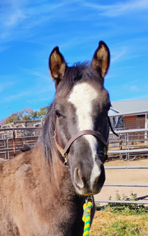 HorseID: 2303210 Hesa Gone and Dunit Now - PhotoID: 1088891