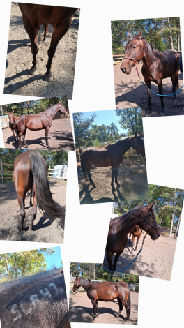 HorseID: 2303262 Heartland Spark - PhotoID: 1089446
