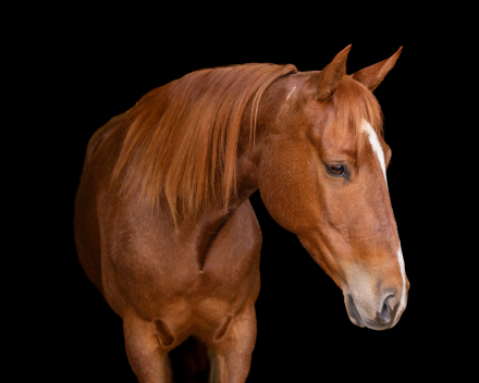 HorseID: 2303279 BC La Vanoona de Latte - PhotoID: 1085980