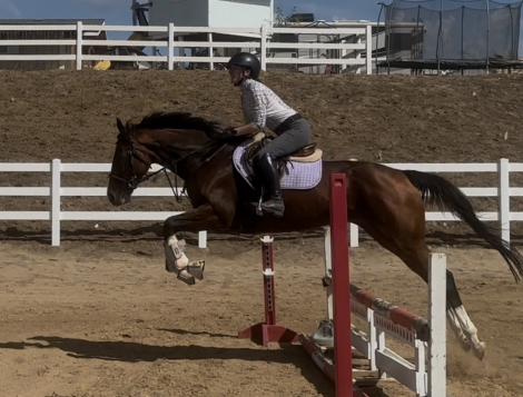 HorseID: 2303295 Dashing Demi - PhotoID: 1085883