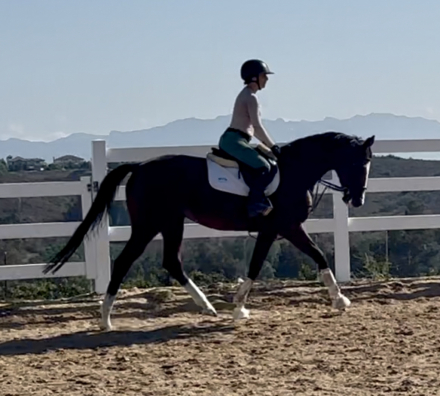 HorseID: 2303295 Dashing Demi - PhotoID: 1088622