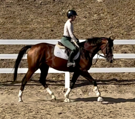 HorseID: 2303295 Dashing Demi - PhotoID: 1088623