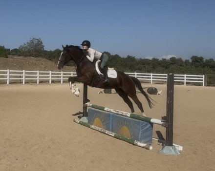 HorseID: 2303295 Dashing Demi - PhotoID: 1088624