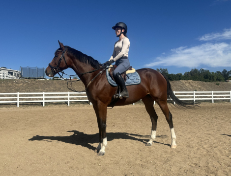 HorseID: 2303295 Dashing Demi - PhotoID: 1088625