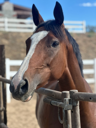 HorseID: 2303295 Dashing Demi - PhotoID: 1088626