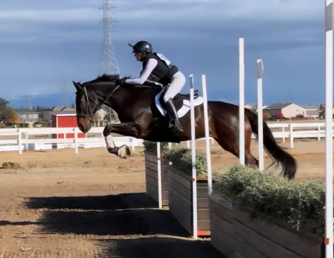 HorseID: 2303296 The Ultimate Schoolmaster - Lady Zeyva - PhotoID: 1085884