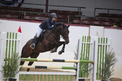 HorseID: 2303296 The Ultimate Schoolmaster - Lady Zeyva - PhotoID: 1088627