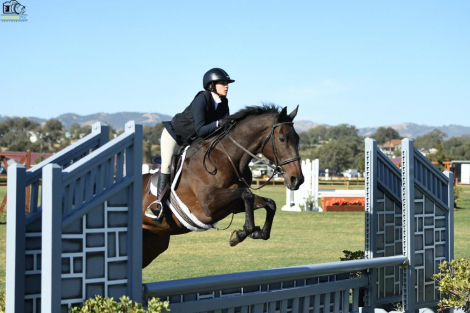 HorseID: 2303296 The Ultimate Schoolmaster - Lady Zeyva - PhotoID: 1088628