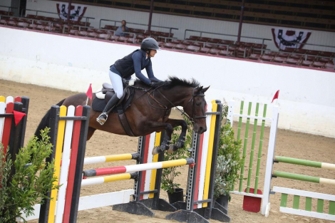 HorseID: 2303296 The Ultimate Schoolmaster - Lady Zeyva - PhotoID: 1088630