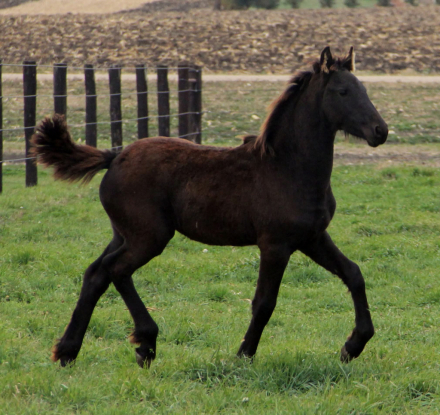 HorseID: 2303399 Electra Skye B Book Friesian Filly - PhotoID: 1086016