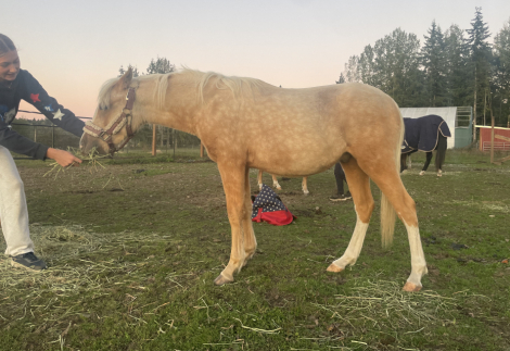 HorseID: 2303654 Dragon Tail Perfect Match - PhotoID: 1088601