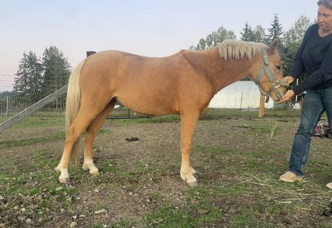 HorseID: 2303655 Dragon Tail Fortune Teller - PhotoID: 1088600