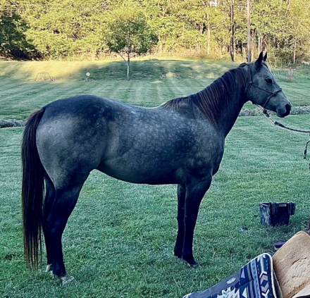 HorseID: 2303669 LG Cinch - PhotoID: 1089138