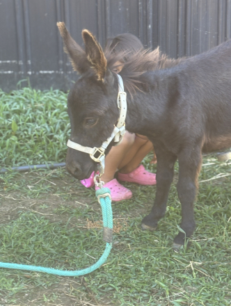 HorseID: 2303923 Mediterranean Mini Donkey - PhotoID: 1086719