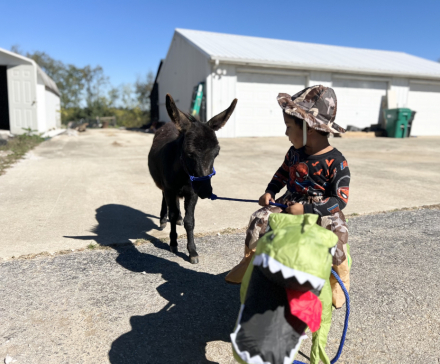 HorseID: 2303923 Mediterranean Mini Donkey - PhotoID: 1086720