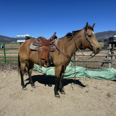 HorseID: 2303965 My Prefect Assets - PhotoID: 1086805