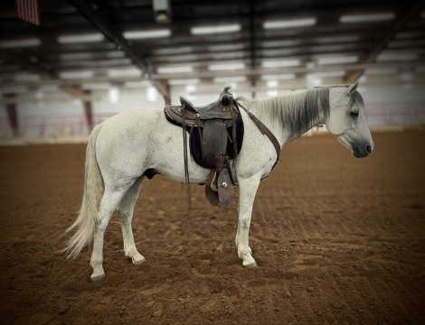 HorseID: 2303970 Raphael - PhotoID: 1086817