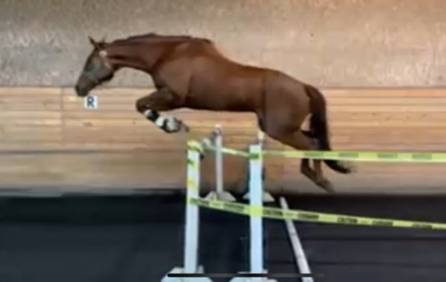 HorseID: 2304001 Dino Rojo - PhotoID: 1086859