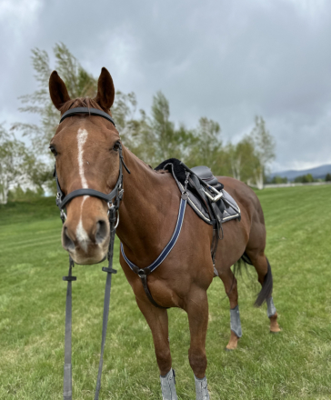 HorseID: 2304001 Dino Rojo - PhotoID: 1089956