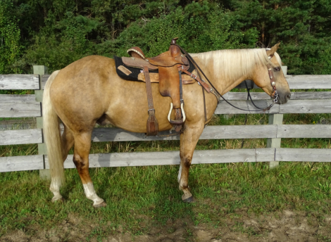 HorseID: 2304078 Silk N Shine Gambler - PhotoID: 1088729