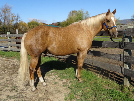 HorseID: 2304078 Silk N Shine Gambler - PhotoID: 1088730