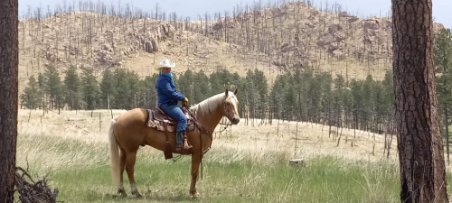 HorseID: 2304078 Silk N Shine Gambler - PhotoID: 1088731