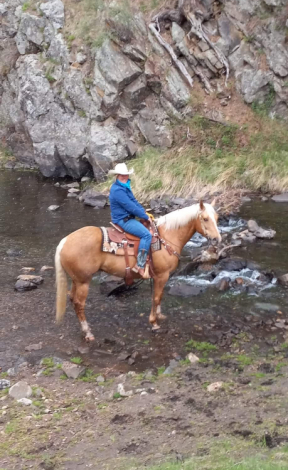 HorseID: 2304078 Silk N Shine Gambler - PhotoID: 1088732