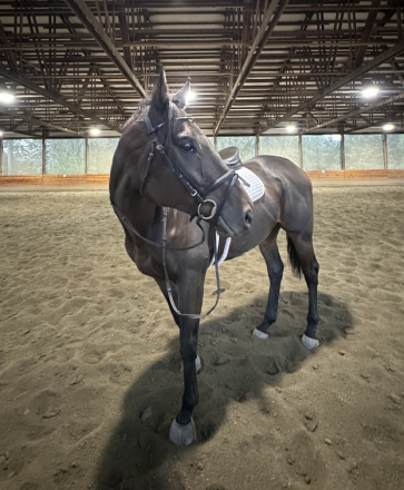 HorseID: 2304184 Uncle Dusan - PhotoID: 1088929