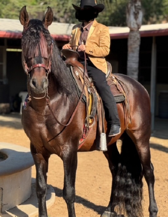 HorseID: 2304193 Unico JLE II - PhotoID: 1087109