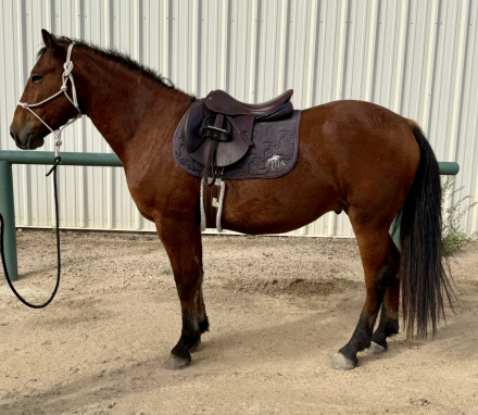 HorseID: 2304279 Mr Doodle - PhotoID: 1089324