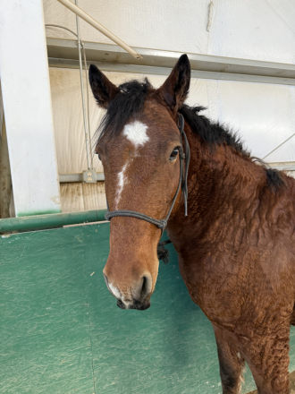 HorseID: 2304279 Mr Doodle - PhotoID: 1089325