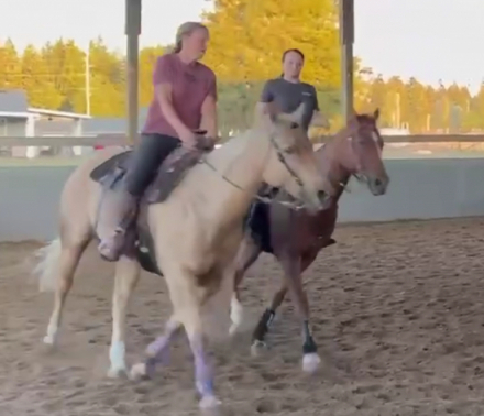 HorseID: 2304303 Easy French flit bug - PhotoID: 1089105