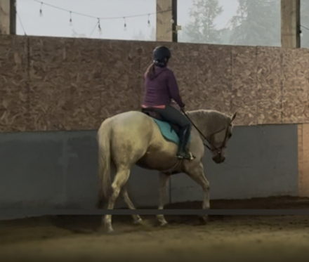 HorseID: 2304303 Easy French flit bug - PhotoID: 1089233