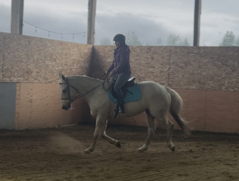 HorseID: 2304303 Easy French flit bug - PhotoID: 1089389