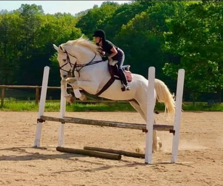 HorseID: 2304310 Da Grey - PhotoID: 1087251