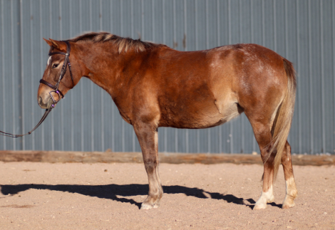 HorseID: 2304400 Buttercup - PhotoID: 1088119