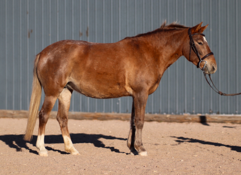 HorseID: 2304400 Buttercup - PhotoID: 1089422