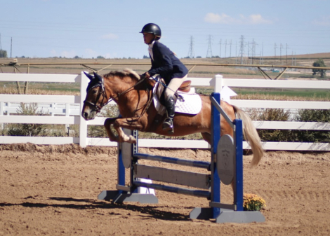 HorseID: 2304400 Buttercup - PhotoID: 1089423