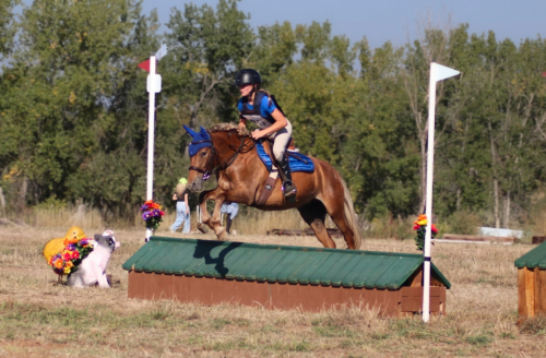 HorseID: 2304400 Buttercup - PhotoID: 1089424