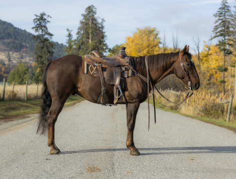 HorseID: 2304405 Blues Rey Dual - PhotoID: 1087388