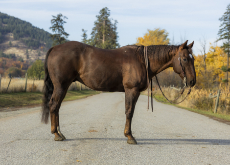 HorseID: 2304405 Blues Rey Dual - PhotoID: 1087390