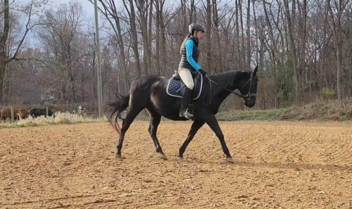 HorseID: 2304436 Little Black Jet - PhotoID: 1087419